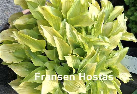 Hosta Hydon Sunset