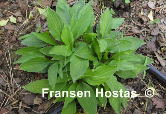 Hosta Hydon Gleam
