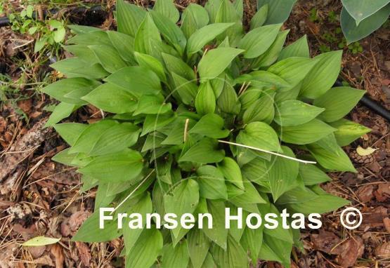 Hosta Hydon Gleam