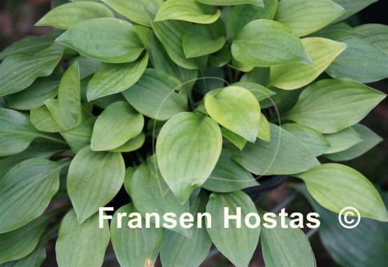 Hosta Hydon Gleam