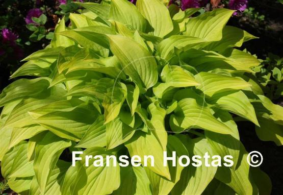 Hosta Hydon Sunset