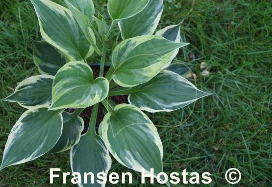 Hosta Hypnosis