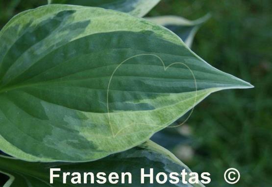 Hosta Hypnosis