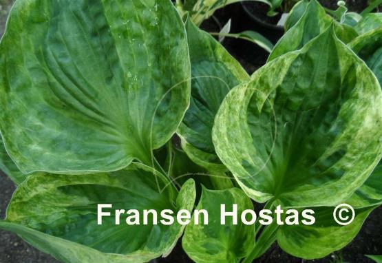 Hosta Hypnosis