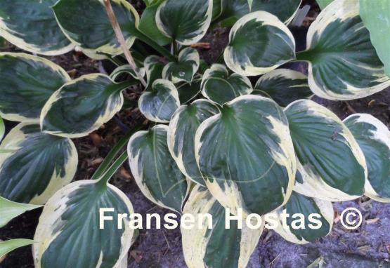 Hosta Hypnosis