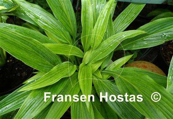 Hosta Hyuga Urajiro