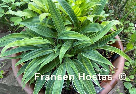 Hosta Hyuga Urajiro