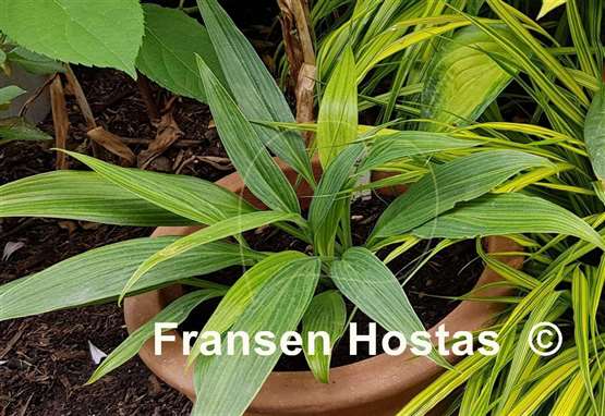 Hosta Hyuga Urajiro