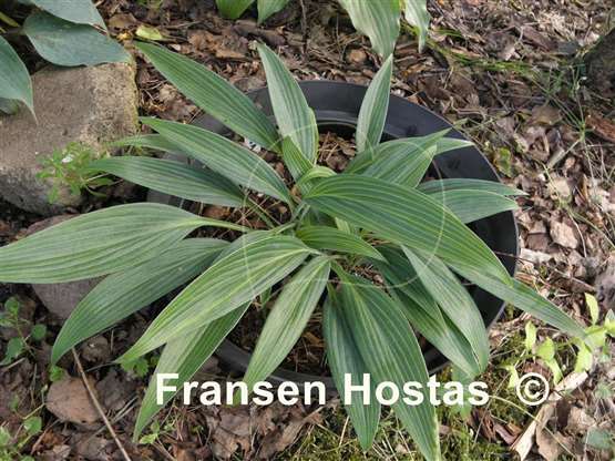 Hosta Hyuga Urajiro - Fransen Hostas