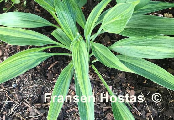 Hosta Hyuga Urajiro