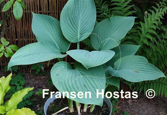 Hosta herkules