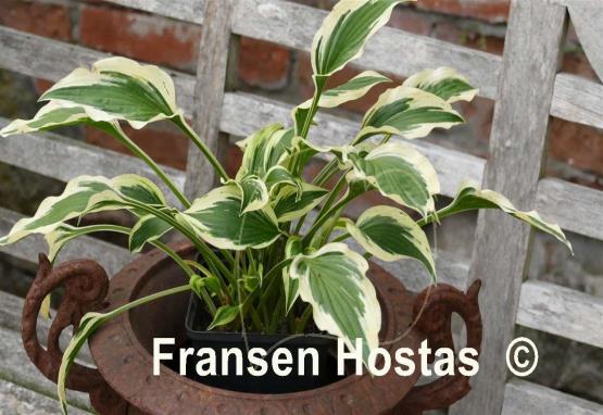 Hosta hidden treasure