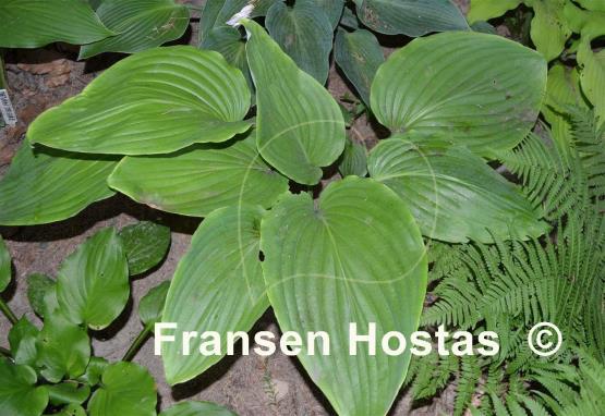Hosta hypoleuca