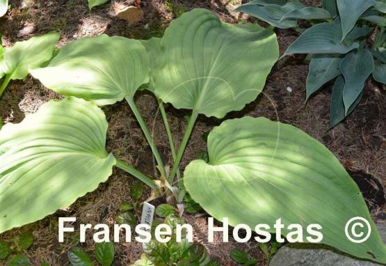 Hosta hypoleuca