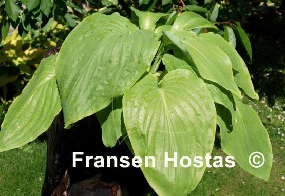 Hosta hypoleuca