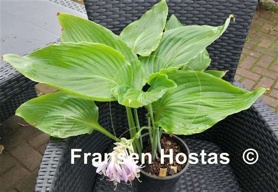 Hosta hypoleuca
