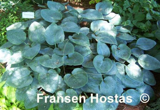Hosta Hadspen Blue