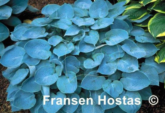 Hosta Hadspen Blue