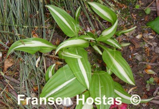 Hosta Haku Chu Han