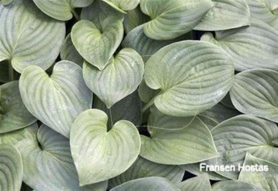 Hosta Happy Hearts