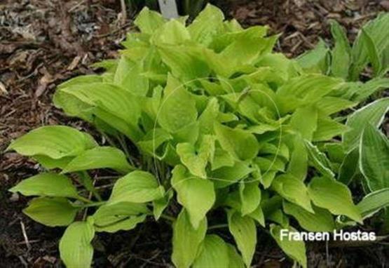 Hosta Hazel