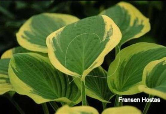 Hosta Heart's Content