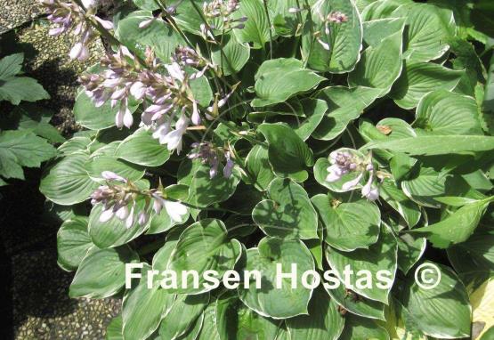 Hosta Heartsong