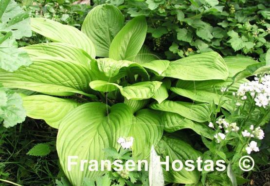Hosta Heideturm