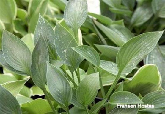 Hosta Helen Field Fischer