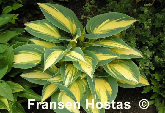 Hosta High Society