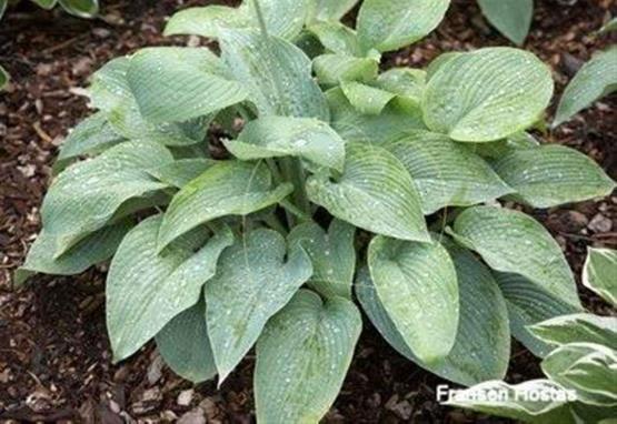 Hosta Hoarfrost