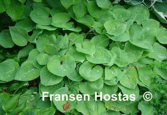 Hosta Honey Moon