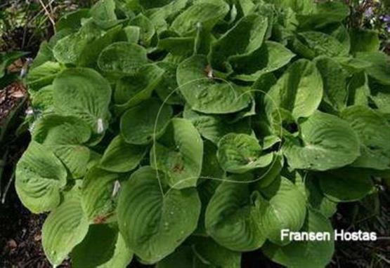 Hosta Honey Moon