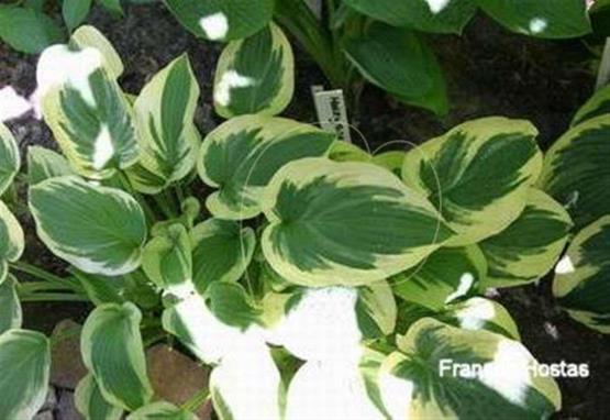 Hosta Honeysong