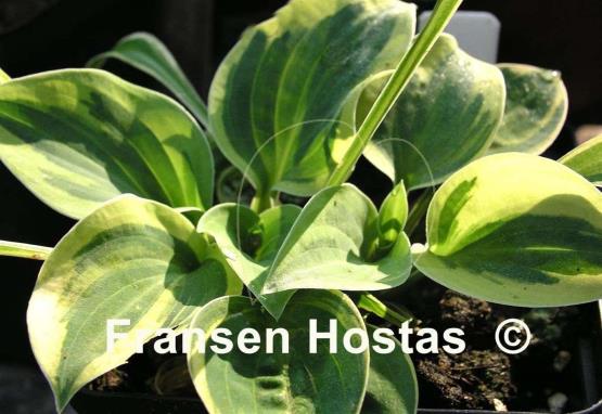 Hosta Hope