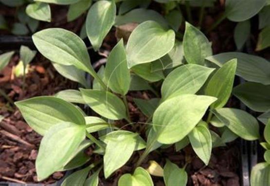Hosta Hydon Gleam
