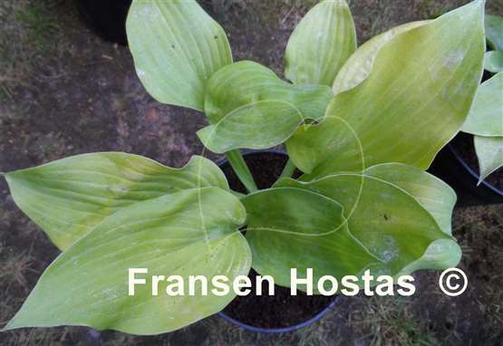 Hosta I Dream of Jeanne
