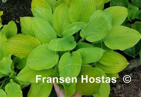Hosta I Dream of Jeanne