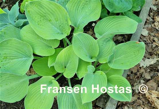 Hosta I Dream of Jeanne