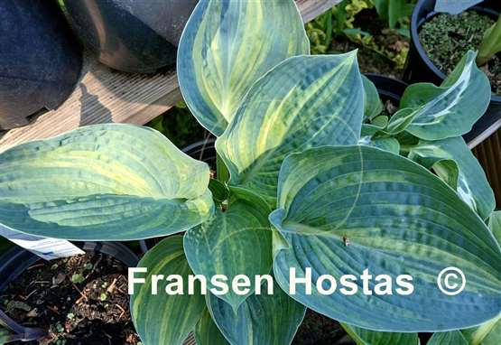 Hosta Ice Age Trail