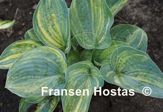 Hosta Ice Age Trail