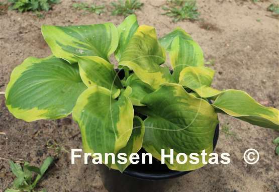 Hosta Ice Cream