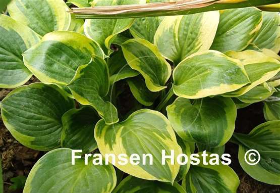 Hosta Ice Cream