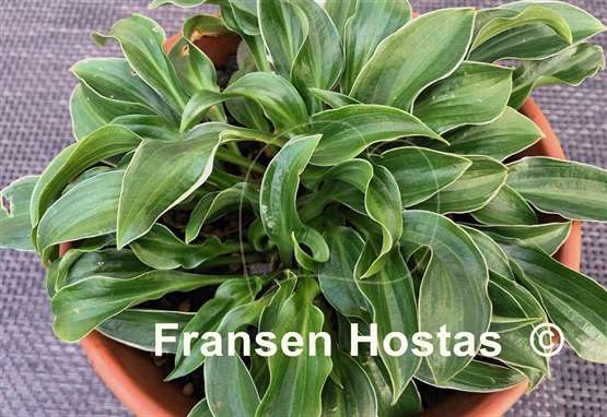 Hosta Ice Cube