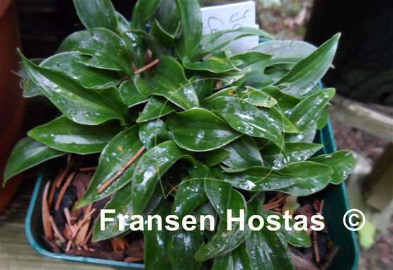 Hosta Ice Cube