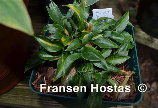 Hosta Ice Cube