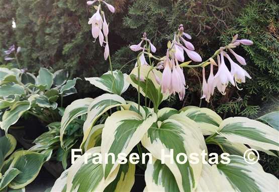 Hosta Ice Follies