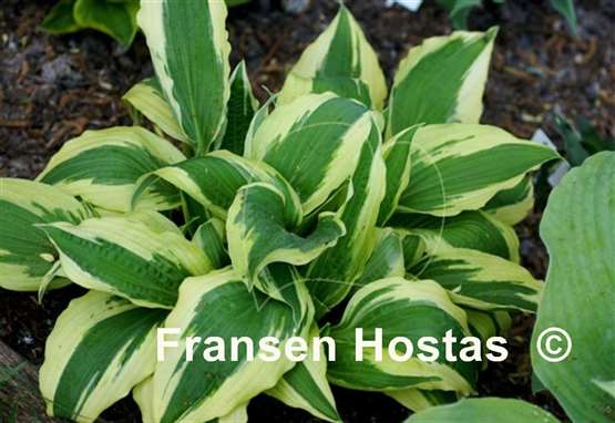 Hosta Ice Follies