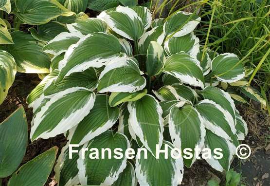 Hosta Ice Follies