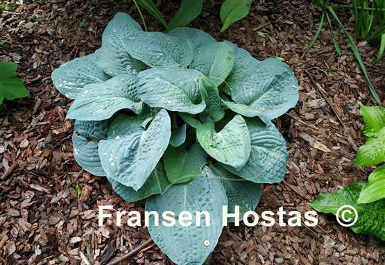 Hosta Ice Palace